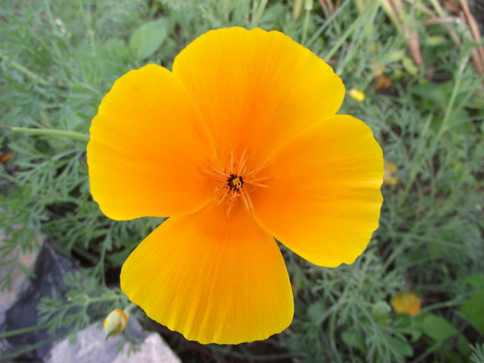 DSCF5422 - toamna
