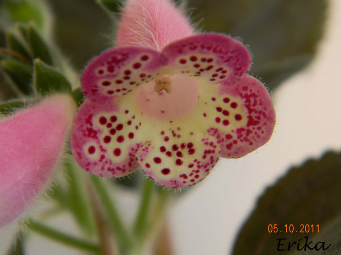 Jardin du Monet 05-10-2011