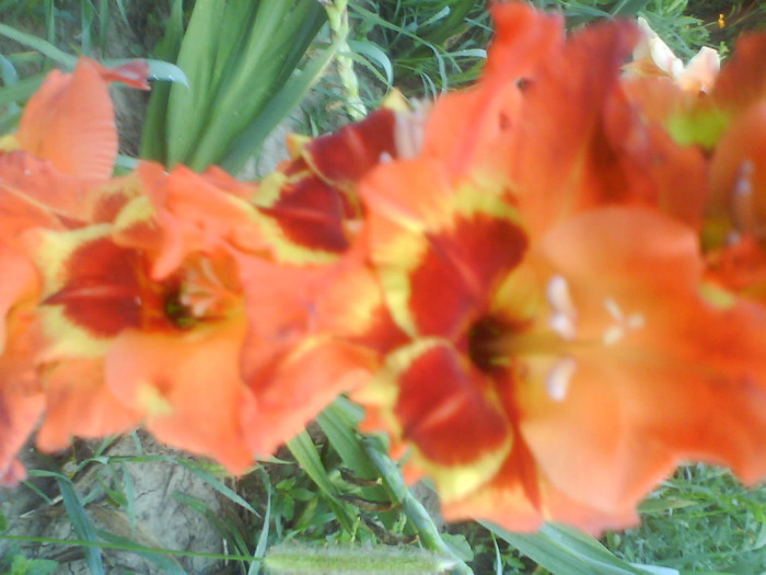 DSC02693 - gladiole 2010