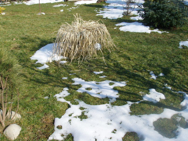 poza1 (martie2011) - 0015 Iarba de Pampas