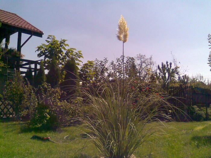 7 (sept 2011) - 0015 Iarba de Pampas