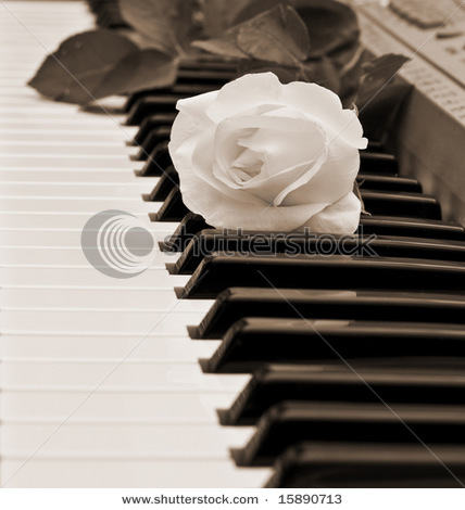 stock-photo-beautiful-white-rose-on-piano-keyboard-15890713