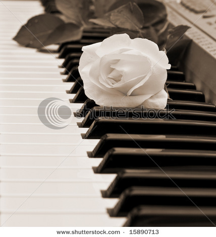 stock-photo-beautiful-white-rose-on-piano-keyboard-15890713 - Ceva special