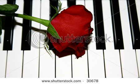 stock-photo-rose-on-piano-keys-romantic-symbolic-30678 - Ceva special