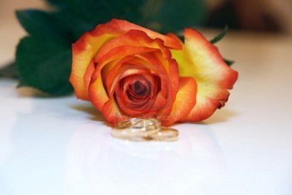 1977604-rose-and-wedding-rings - Together forever