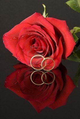 2845943-red-rose-and-wedding-rings - Together forever