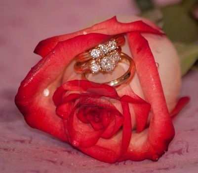 6033442-a-single-rose-and-3-rings