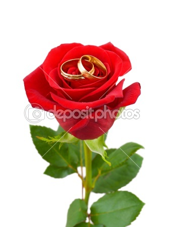 dep_4168102-Rose-and-wedding-rings