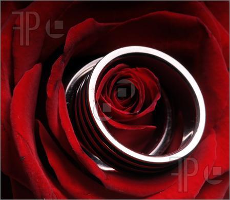 Rings-Rose-739055 - Together forever