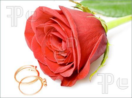 Rose-Rings-1022294