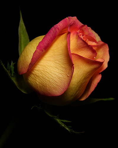 2268381570_b7a601ae52