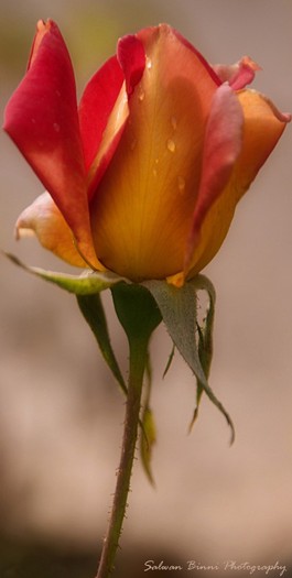 3769816735_97bdfe79f4_b