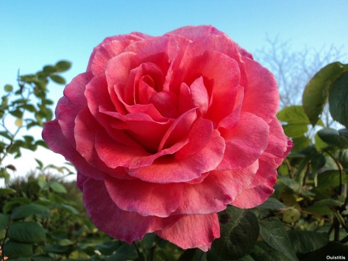 5694004359_5c84f370d7_b