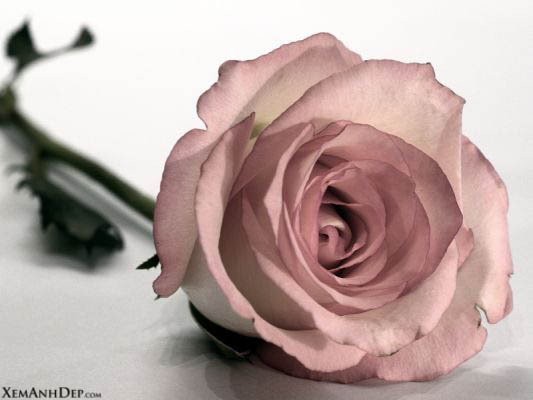 beautiful_rose01 - Trandafiri1