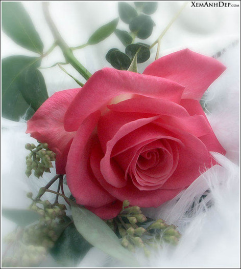 beautiful_rose05 - Trandafiri1
