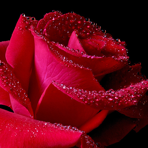close-up-red-rose