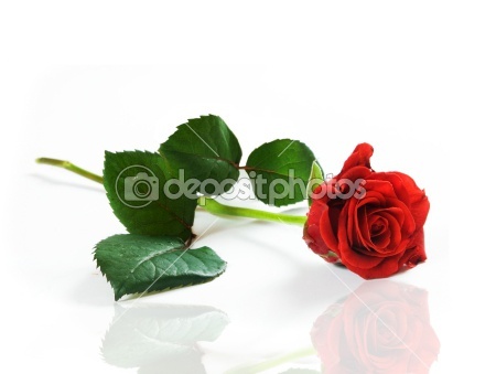 dep_2029039-Red-fresh-rose-on-white - Trandafiri1