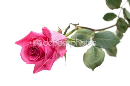 dep_2119638-Flower-rose - Trandafiri1