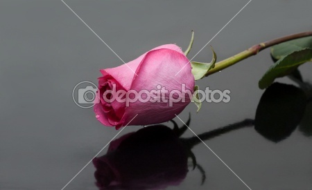 dep_2120394-Rose-with-dewdrop-on-gray-background