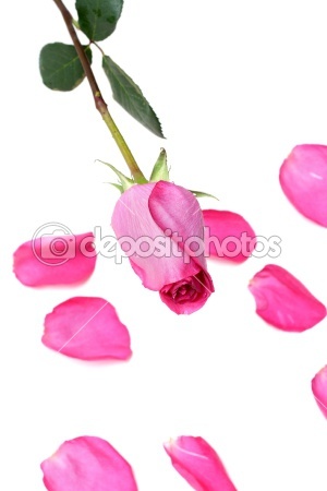 dep_2121115-Rose-petal-of-the-rose
