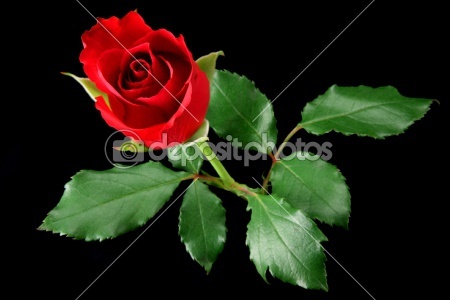 dep_2902111-Red-rose-isolated-on-black