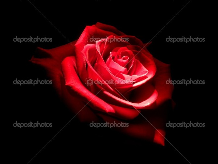depositphotos_1143305-Rose-in-dark - Trandafiri1