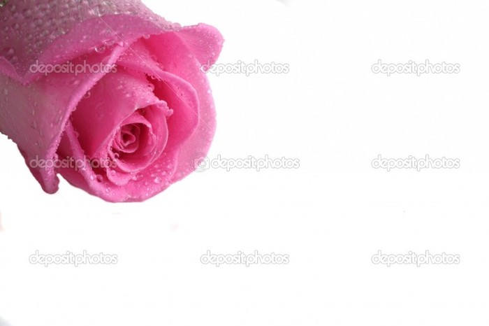 depositphotos_1849678-Pink-rose - Trandafiri1