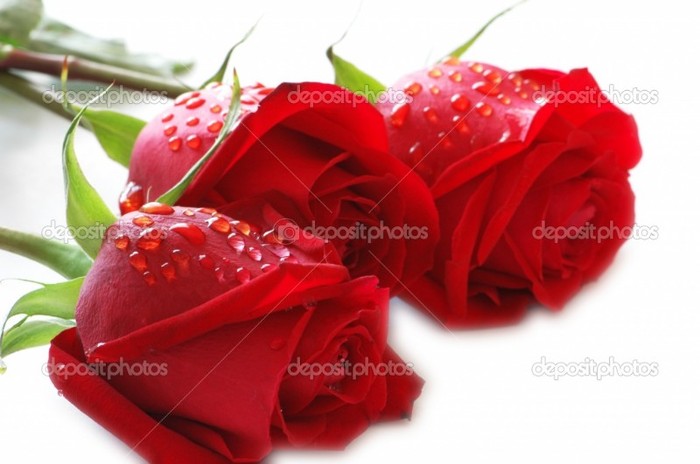 depositphotos_2685553-Three-roses-with-water-drops - Trandafiri1