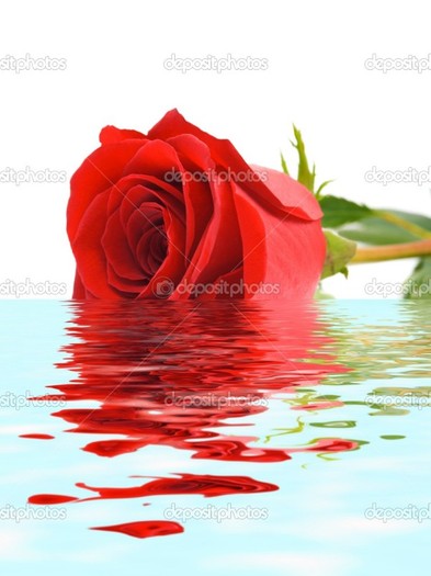depositphotos_4057980-Rose-in-water - Trandafiri1