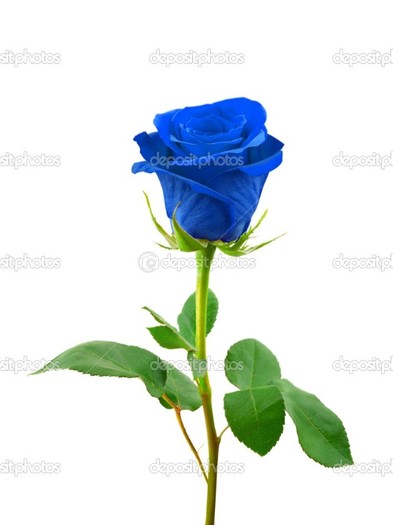 depositphotos_4235279-Blue-rose - Trandafiri1