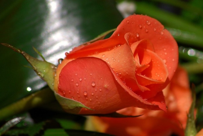 Earth-Flower-56859 - Trandafiri1