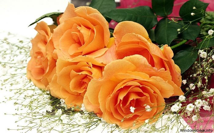 imagini-cu-flori-pentru-desktop-2