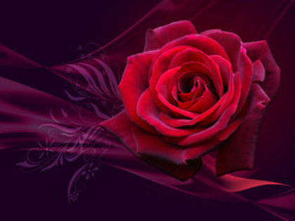 Magical_Rose___WP_by_Lilyas - Trandafiri1