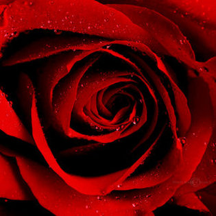 Red_Summer____by_WhiteBook