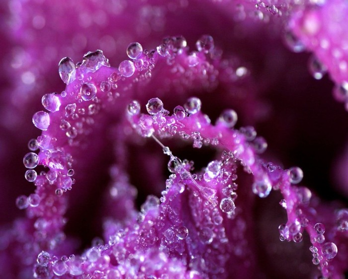 Rose_petals_dew_wallpaper_Windows_7 - Trandafiri1