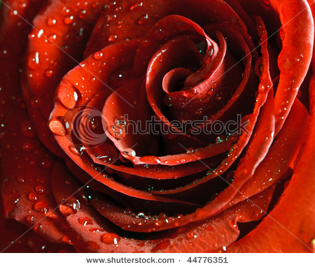 stock-photo-beautiful-close-up-rose-with-water-drops-44776351