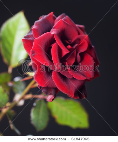 stock-photo-beautiful-red-rose-over-black-61847965