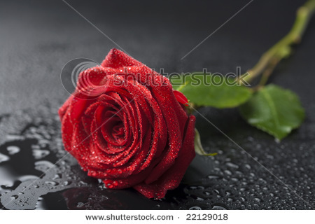 stock-photo-beautiful-red-rose-with-water-droplets-over-black-background-22129018
