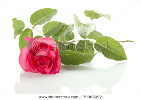 stock-photo-close-up-of-red-rose-isolated-on-white-79985092