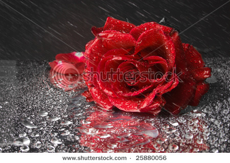 stock-photo-closeup-of-wet-red-rose-a-lot-of-water-drops-and-spatter-of-water-on-black-background-25