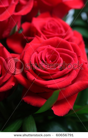 stock-photo-red-roses-60656791