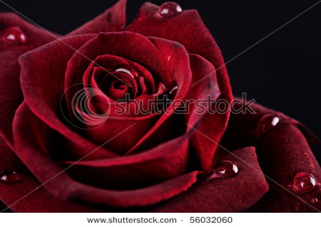 stock-photo-red-rose-with-raindrops-on-black-background-56032060 (1)
