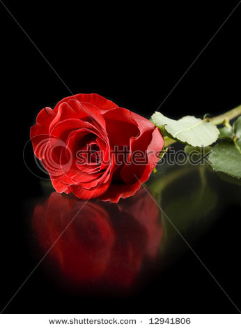 stock-photo-red-rose-with-reflection-isolated-on-black-background-12941806