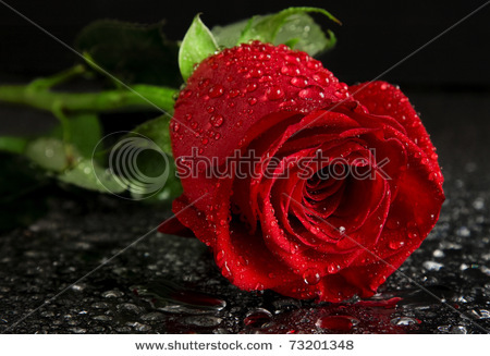 stock-photo-red-rose-with-water-droplets-73201348