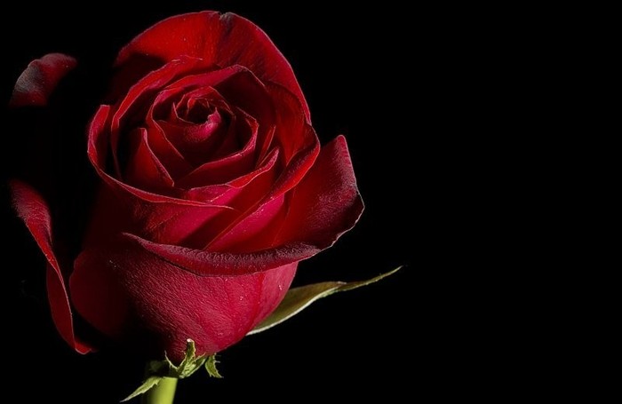 timeless-love-red-rose