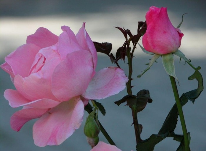 wallpaper_trandafiri-roz_01