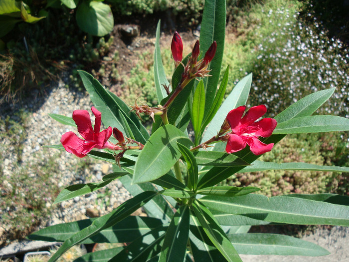 Nerium oleander - simplu rosu