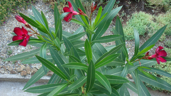 Nerium oleander - simplu rosu-grena