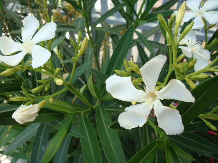 Nerium oleander (Alsacia) -simplu alb