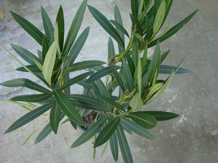 Nerium oleander (Alsacia) -simplu alb, fructe